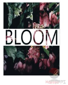 wafiapps.net_Lamprey Instruments